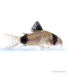 Corydoras panda