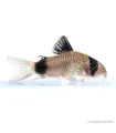Corydoras panda