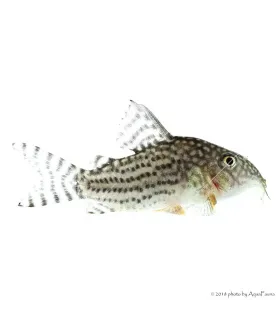 Corydoras sterbai