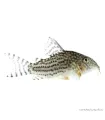 Corydoras sterbai