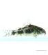 Corydoras paleatus - Foltos páncélosharcsa