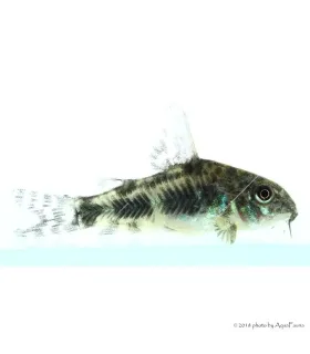 Corydoras paleatus - Foltos páncélosharcsa