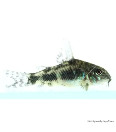 Corydoras paleatus - Foltos páncélosharcsa