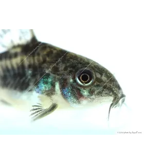 Corydoras paleatus - Foltos páncélosharcsa