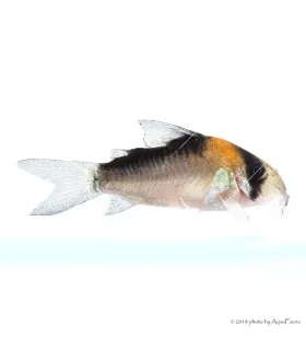 Corydoras duplicareus