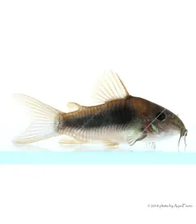Corydoras aeneus
