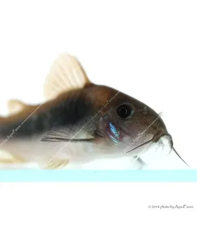 Corydoras aeneus