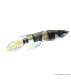 Epiplatys annulatus - Gyűrűs bohóccsuka