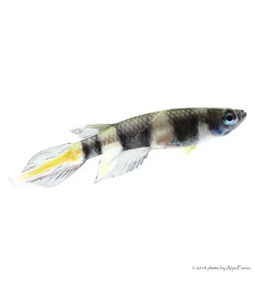 Epiplatys annulatus - Gyűrűs bohóccsuka