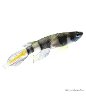 Epiplatys annulatus - Gyűrűs bohóccsuka