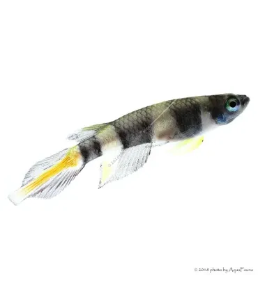 Epiplatys annulatus - Gyűrűs bohóccsuka