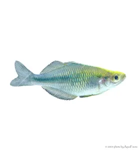 Melanotaenia lacustris - Türkiz kalászhal