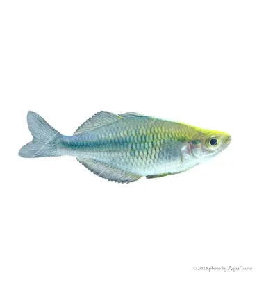 Melanotaenia lacustris - Türkiz kalászhal