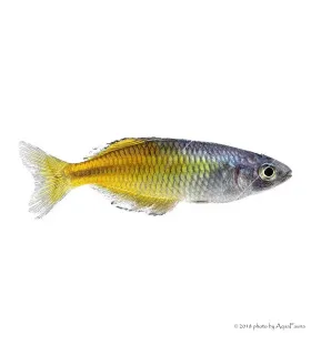 Melanotaenia boesemani - Bosemani kalászhal