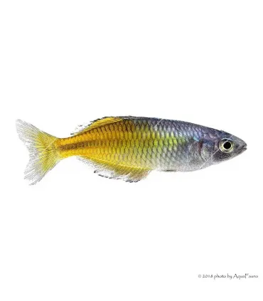 Melanotaenia boesemani - Bosemani kalászhal
