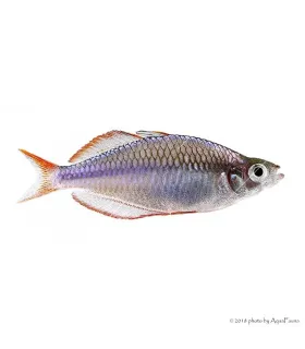 Melanotaenia praecox - Neonkalászhal