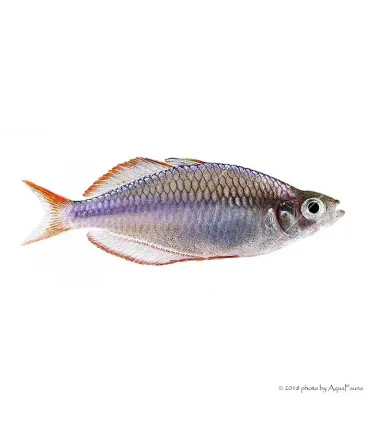Melanotaenia praecox - Neonkalászhal