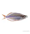 Melanotaenia praecox - Neonkalászhal