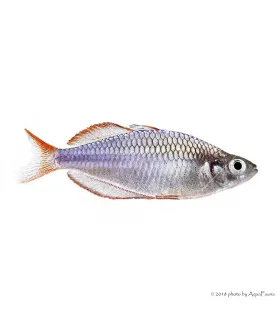 Melanotaenia praecox - Neonkalászhal