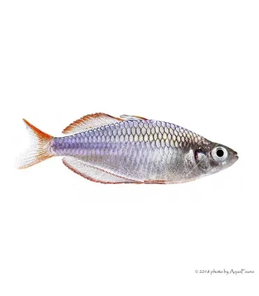 Melanotaenia praecox - Neonkalászhal