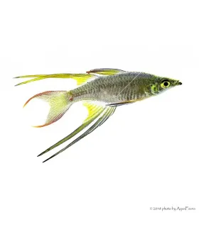 Iriatherina werneri - Werneri kalászhal