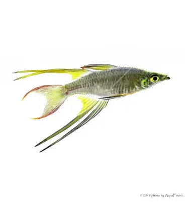 Iriatherina werneri - Werneri kalászhal