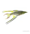 Iriatherina werneri - Werneri kalászhal