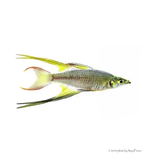 Iriatherina werneri - Werneri kalászhal
