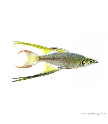 Iriatherina werneri - Werneri kalászhal