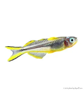 Pseudomugil furcatus - Villásfarkú kalászhal