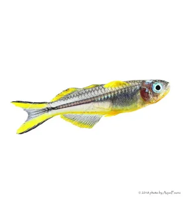 Pseudomugil furcatus - Villásfarkú kalászhal