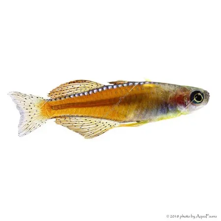 Pseudomugil paskai