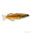 Pseudomugil paskai