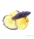 Betta splendens - Sziámi harcoshal Halfmoon