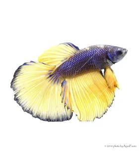 Betta splendens - Sziámi harcoshal Halfmoon