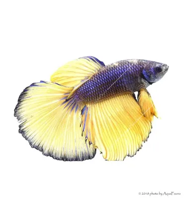 Betta splendens - Sziámi harcoshal Halfmoon