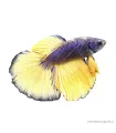 Betta splendens - Sziámi harcoshal Halfmoon