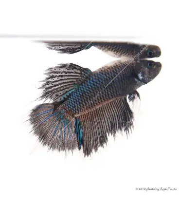 Betta splendens - Sziámi harcoshal Halfmoon
