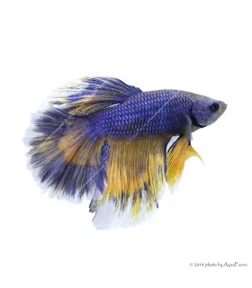 Betta splendens - Sziámi harcoshal Halfmoon