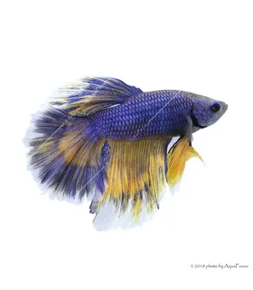 Betta splendens - Sziámi harcoshal Halfmoon