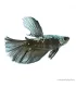 Betta splendens - Sziámi harcoshal Black Samurai Halfmoon