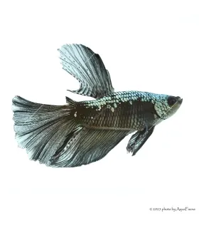 Betta splendens - Sziámi harcoshal Black Samurai Halfmoon