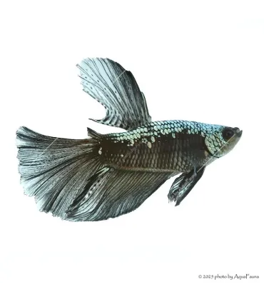 Betta splendens - Sziámi harcoshal Black Samurai Halfmoon