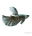 Betta splendens - Sziámi harcoshal Black Samurai Halfmoon
