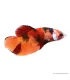 Betta splendens - Sziámi harcoshal Nemo