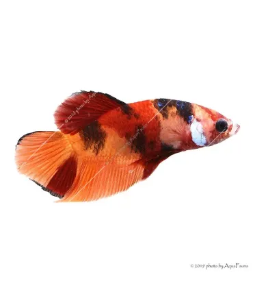 Betta splendens - Sziámi harcoshal Nemo