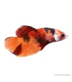 Betta splendens - Sziámi harcoshal Nemo