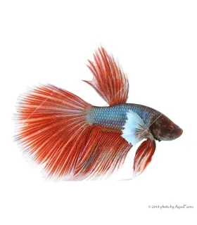 Betta splendens - Sziámi harcoshal Elephant ear