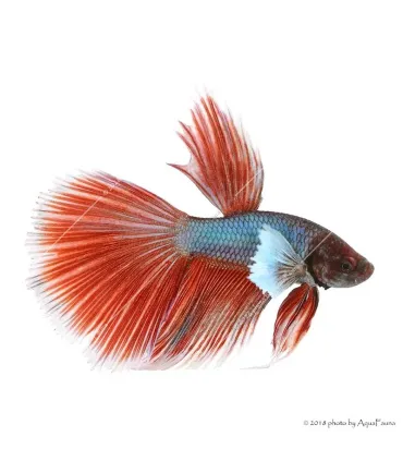 Betta splendens - Sziámi harcoshal Elephant ear