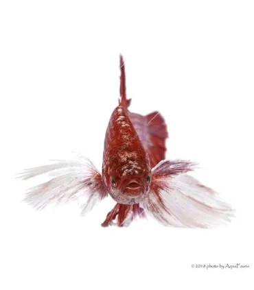 Betta splendens - Sziámi harcoshal Elephant ear